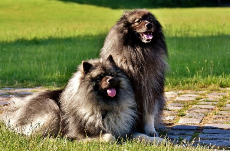 keeshond dogs