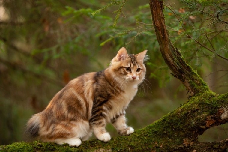 kurilian cat_Natalia Fedosova_Shutterstock