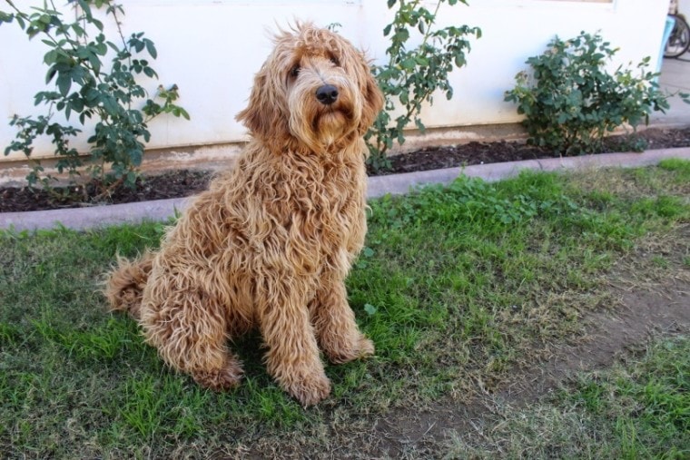 labradoodle sitting in grass