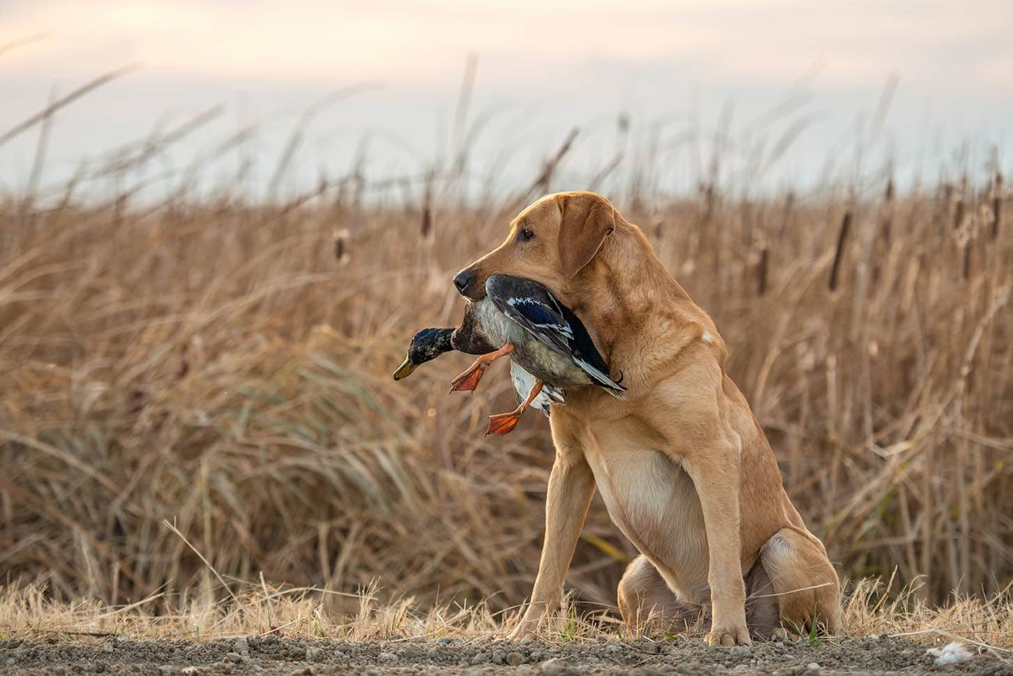 labrador retriever with duck