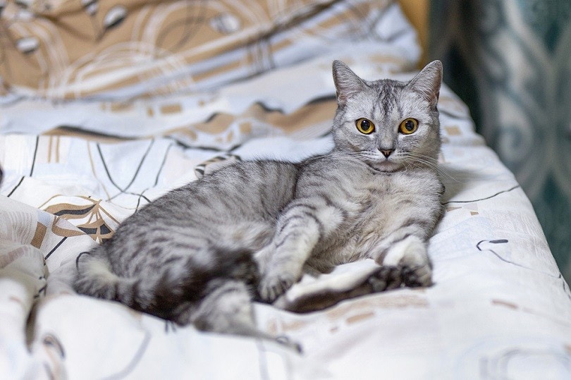 Pet-friendly Cat Breeds For Dogs (2023) large-British-Shorthair-gray-striped-cat_DIP-500_shutterstock