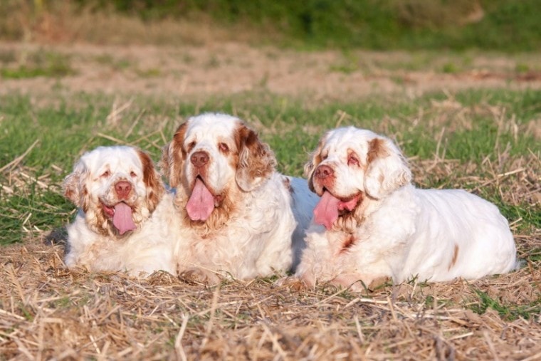 dogs-Lenkadan, Shutterstock