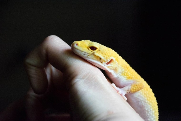 leopard gecko on person's hand