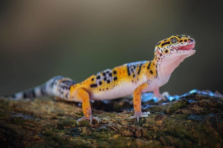 leopard gecko with uvb light