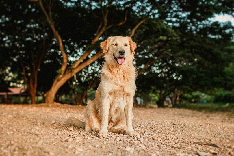 Dog Breeds with the Most Adoration (2023) male-golden-retriever