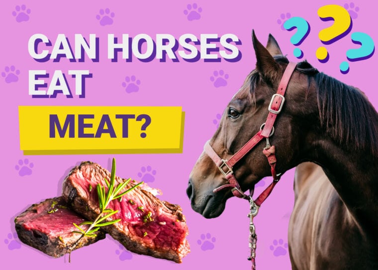 Can horses eat meat