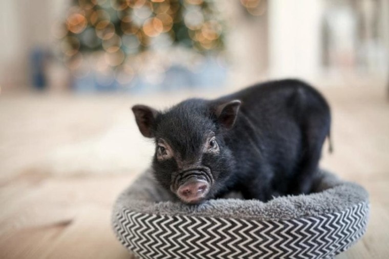 black mini pig in dog bed