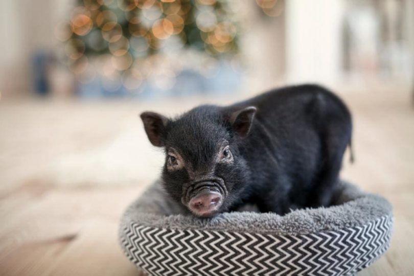 16 Common Problems Encountered With Mini Pet Pigs | Pet Keen