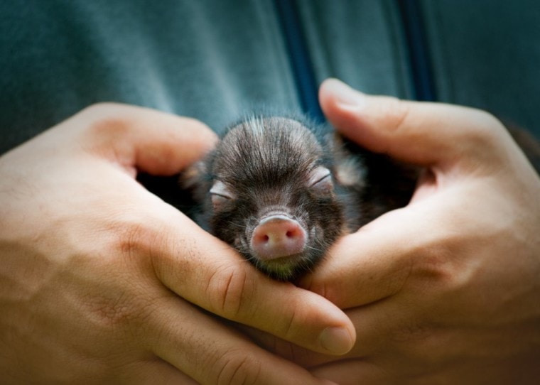 Do Mini Pigs Make Good Pets? What You Should Know! | Pet Keen
