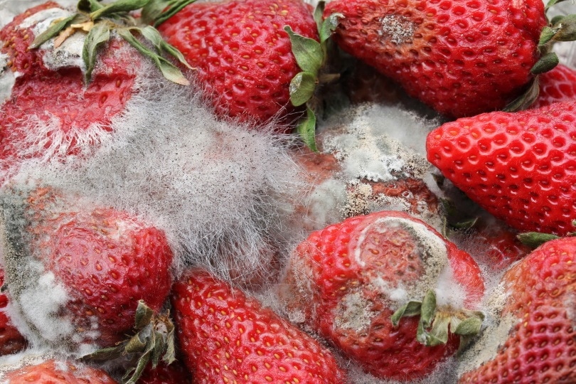 moldy strawberries_Astrid Gast_Shutterstock