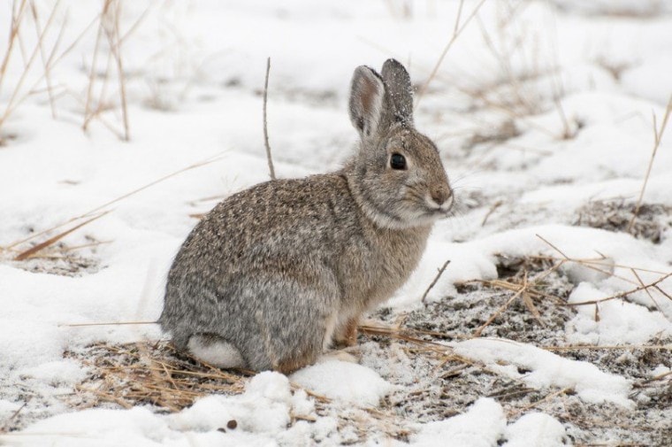 rabbit on snow_moosehenderson, Shutterstock