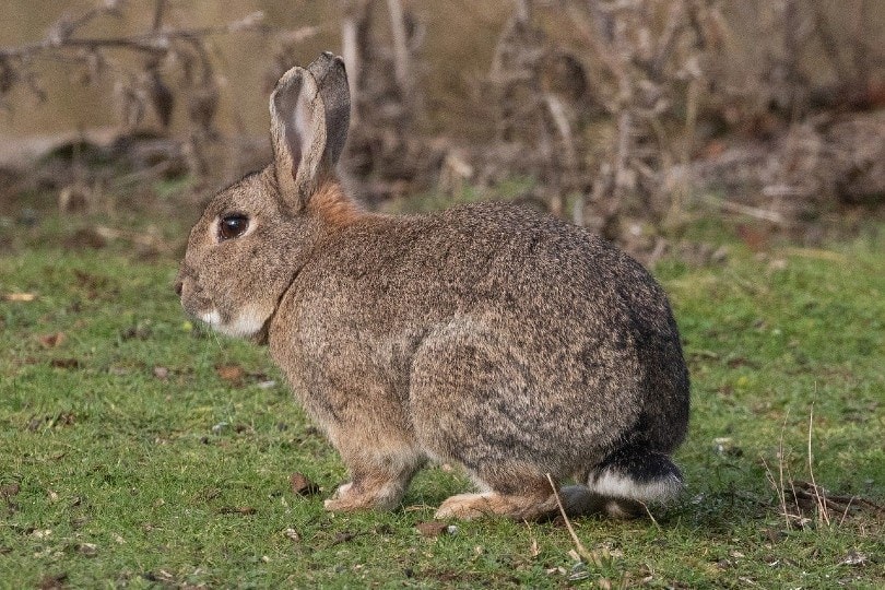 Interesting Rabbit Facts You Never Know (2023) mountain cottontail rabbit
