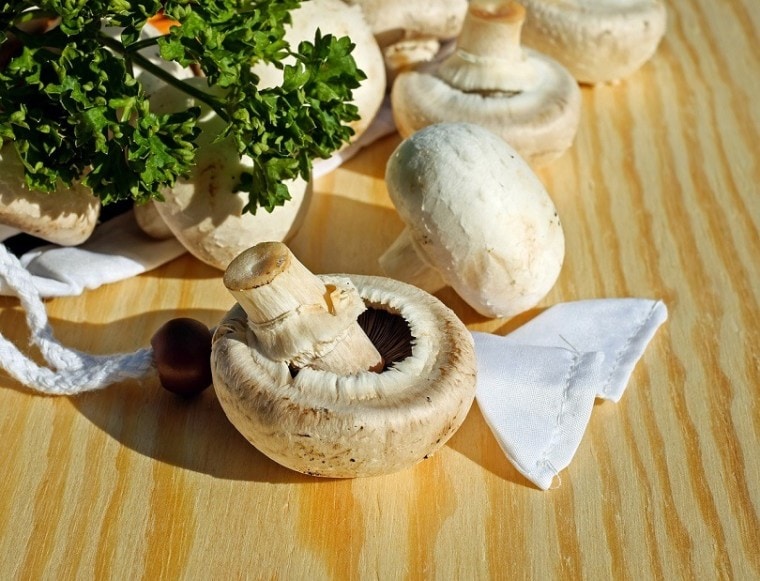 mushrooms-pixabay