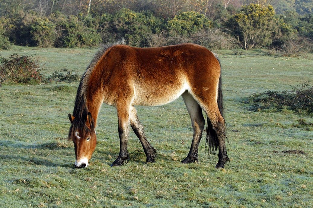 17 British Horse Breeds (with Pictures) | Pet Keen