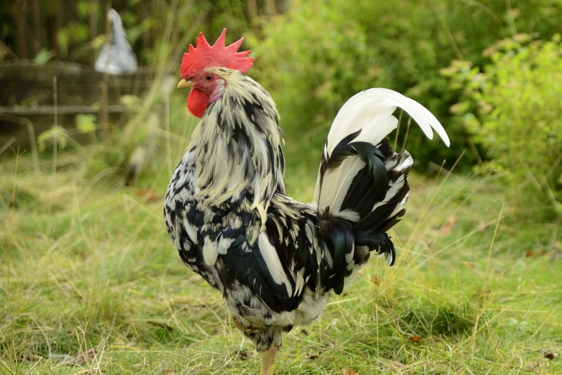 orust rooster