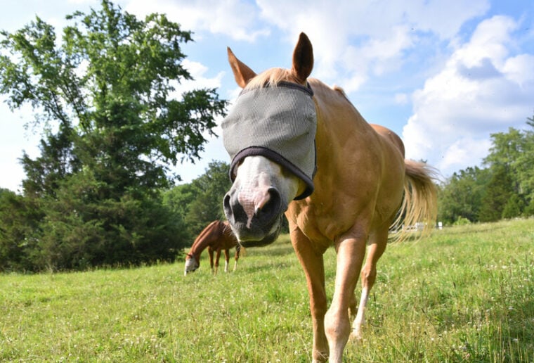 palomino horse wearing flymask fly mask outside