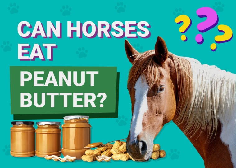 Can horses eat peanut-butter