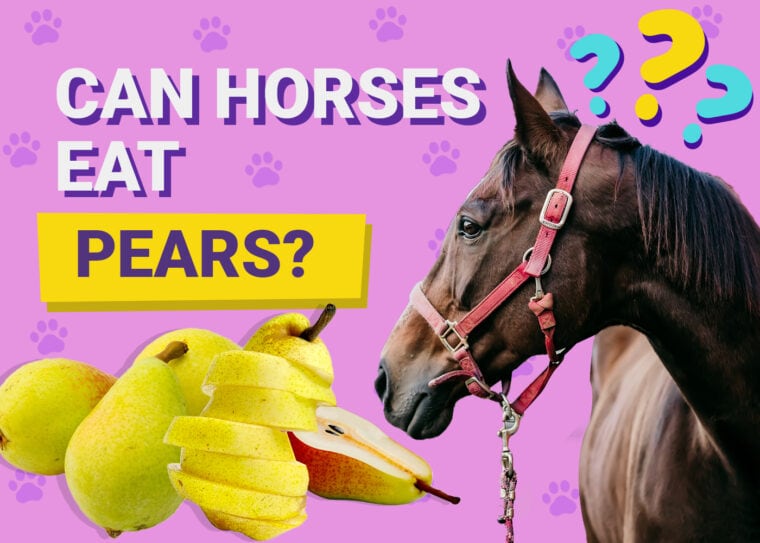 Can horses eat pear