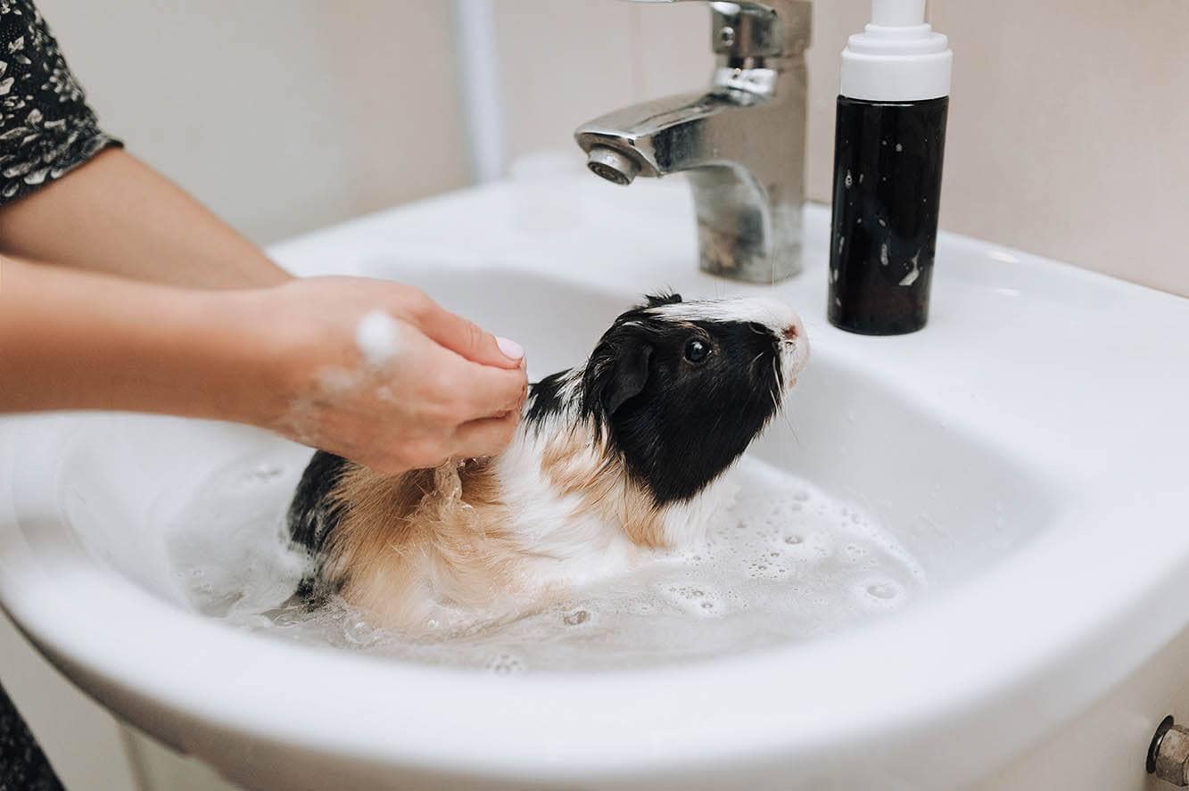 person shampooing guinea pig