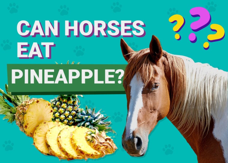Can horses eat pineapple