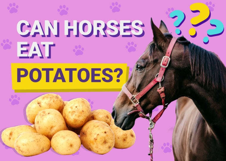 Can horses eat potatoes