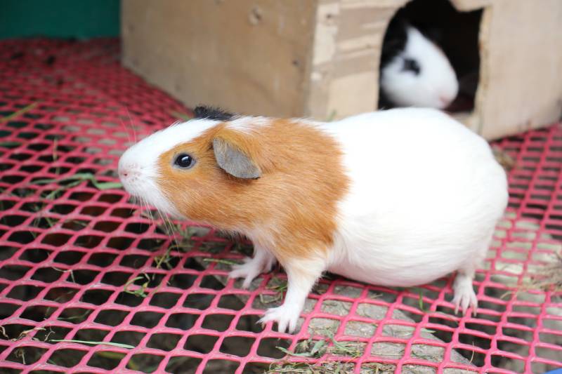 pregnant guinea pig with large belly