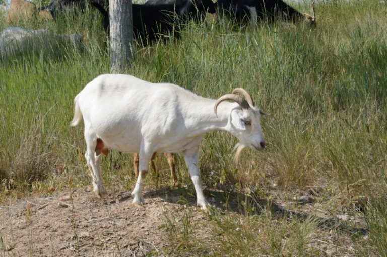 Kiko Goat: Facts, Pictures, Lifespan, Behavior, & Care Guide | Pet Keen