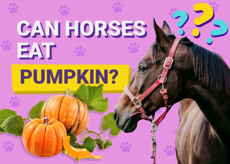 Can horses eat pumpkin