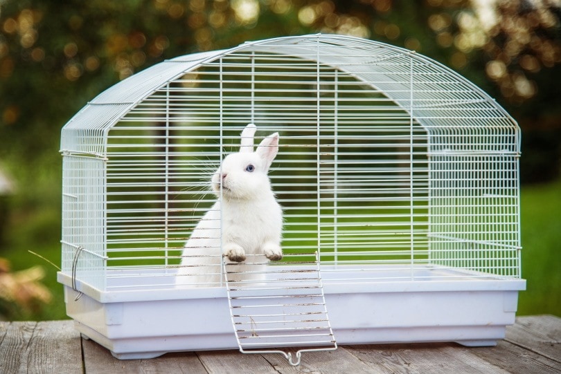 rabbit cage