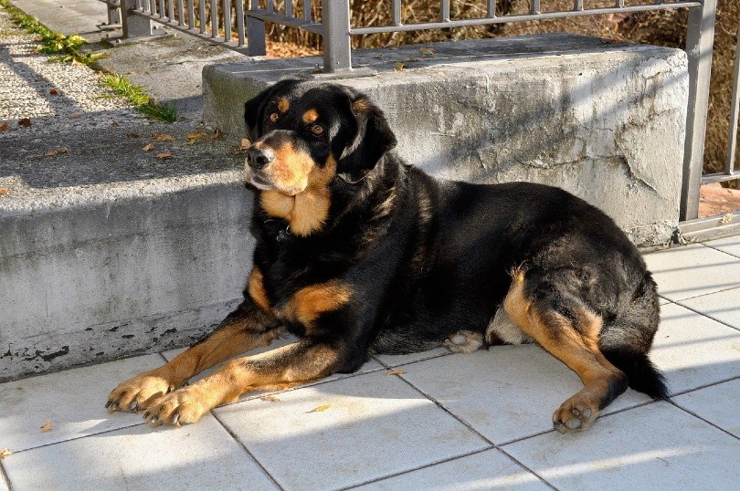 rottweiler lying on the ground