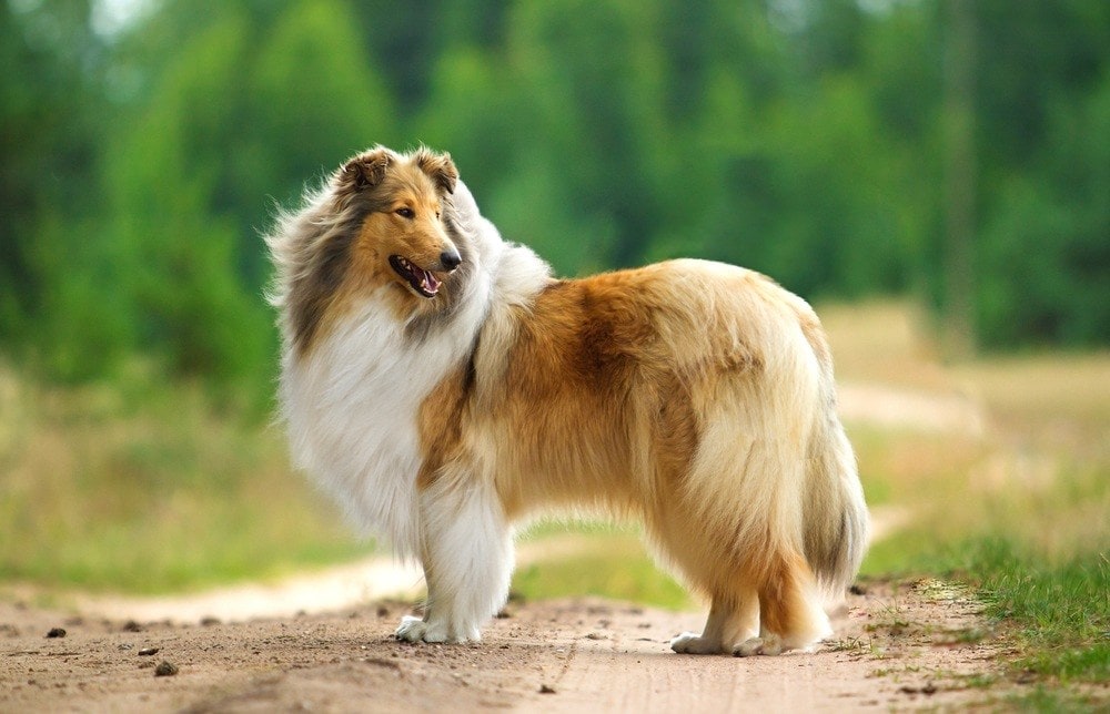 17 Long-Haired Dog Breeds (with Pictures) | Pet Keen