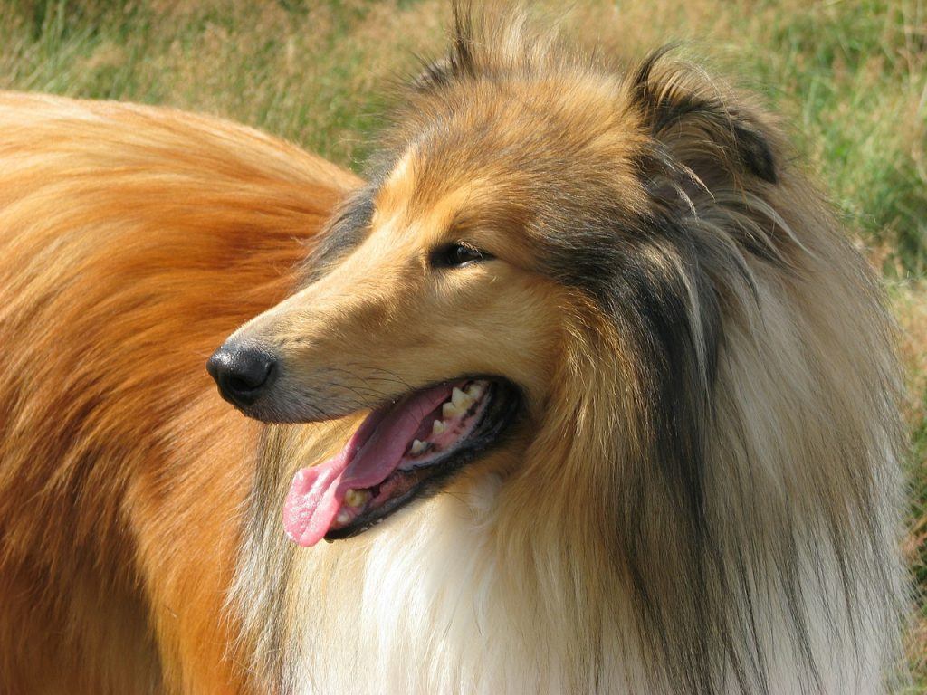 17 Long-Haired Dog Breeds (with Pictures) | Pet Keen