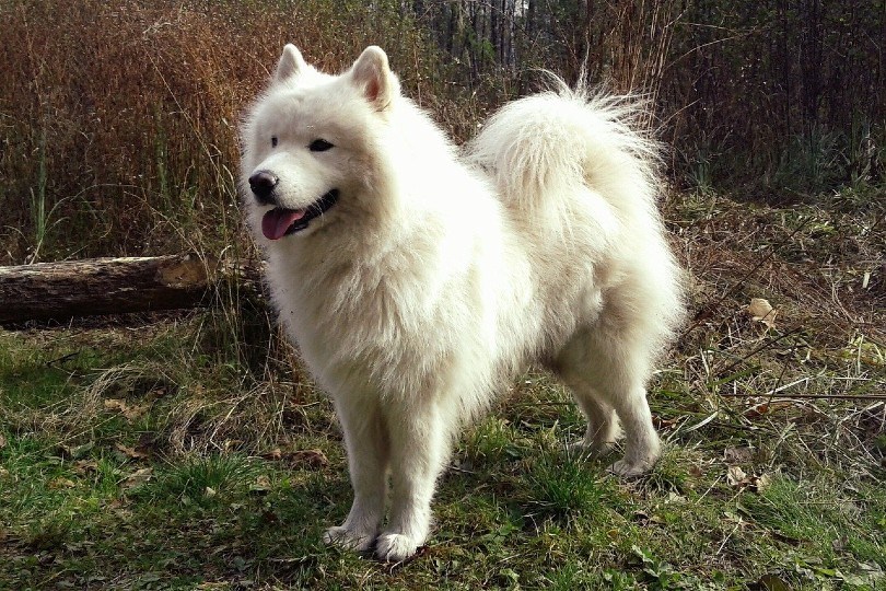 samoyed winter dog