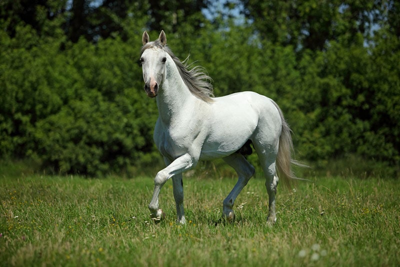 shagya arabian horse running in the meadow