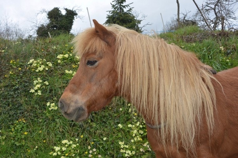 shetland-pony-mane-pixabay
