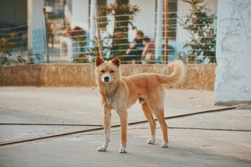Dog Breeds with the Most Adoration (2023) shiba-inu