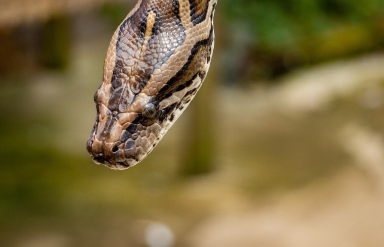 snake head
