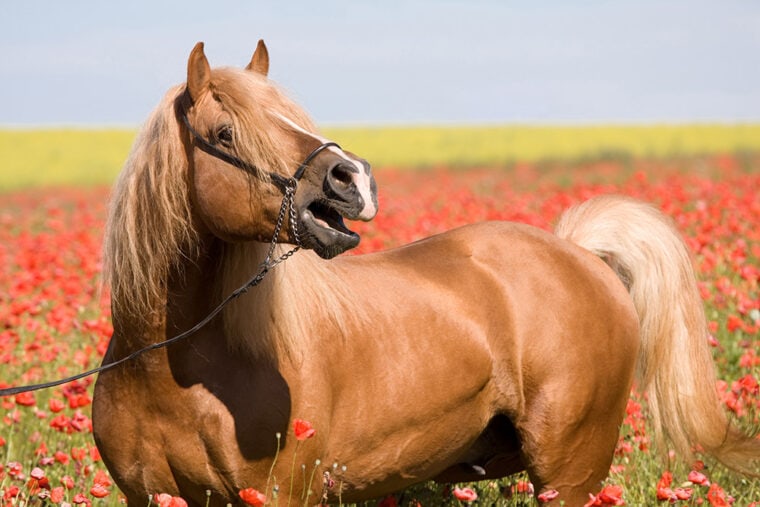 stallion horse neighing in the poppy field