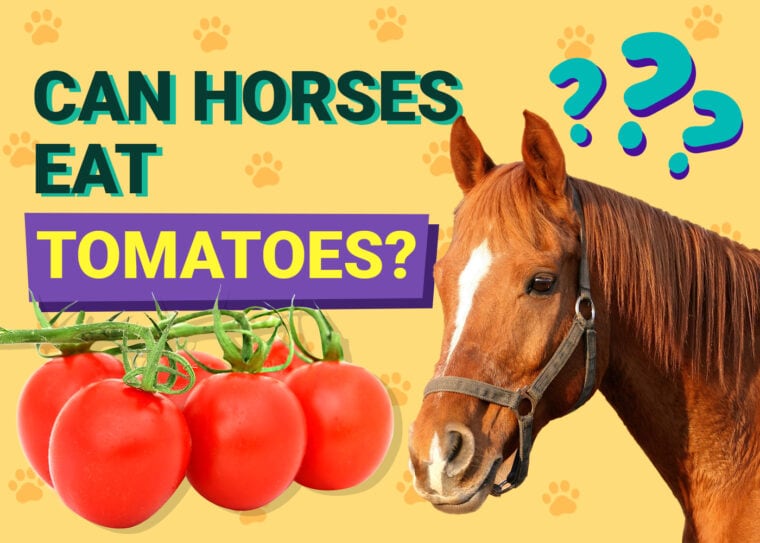 Can horses eat tomato