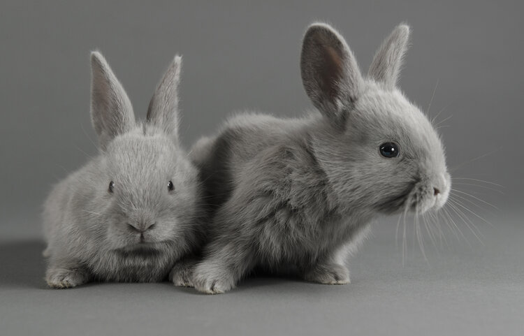 two baby lilac bunnies rabbits on gray background