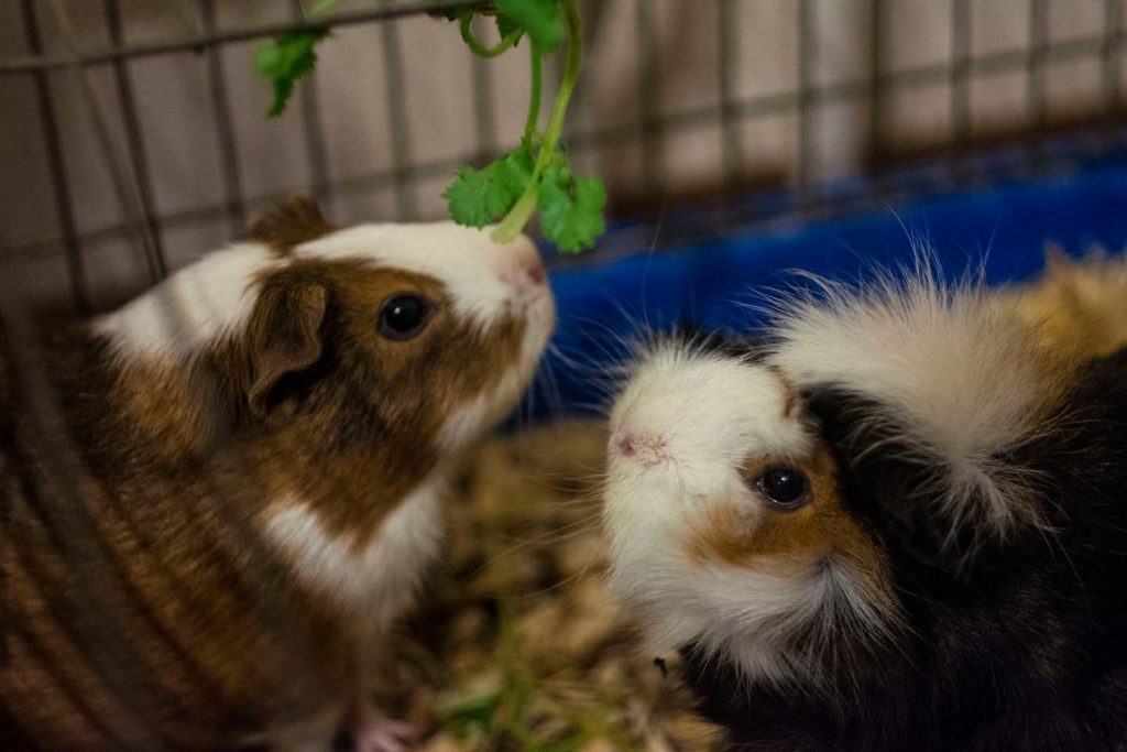 two guinea pig inside cage with cilantro