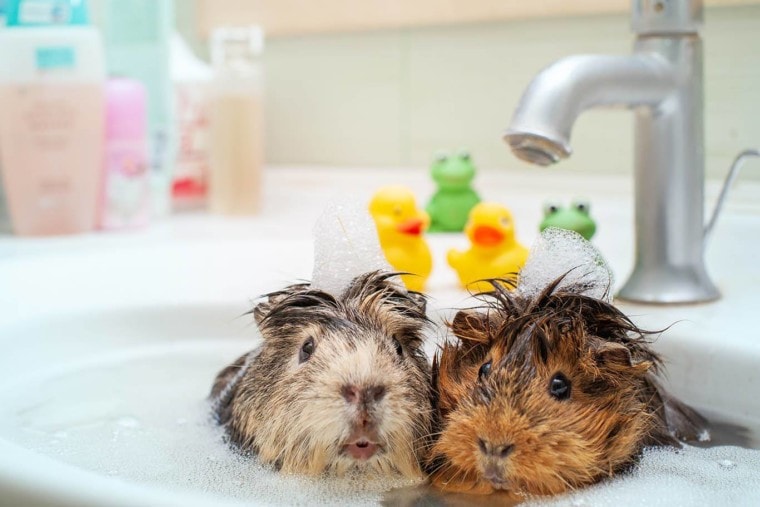 two guinea pigs bathing