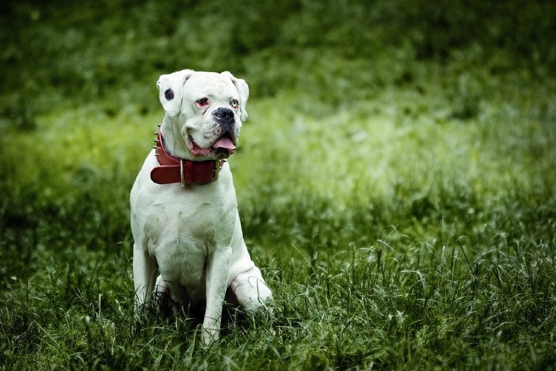 Dog Breeds with the Most Adoration (2022) white-boxer-sitting-on-the-grass_Michal-Vitek_Shutterstock