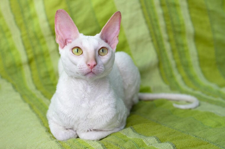 white cornish rex cat lying on the couch at home