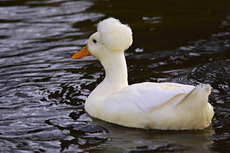white crested duck