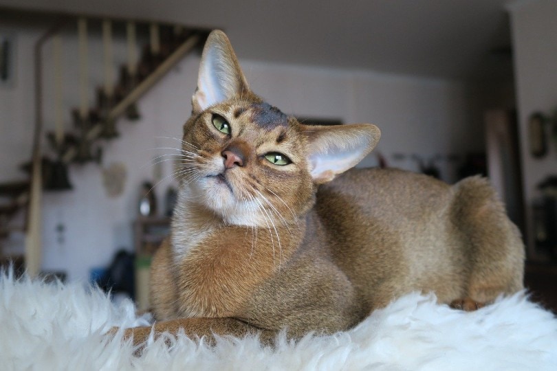 Høj eksponering slag Daggry 17 Cat Breeds With Big Ears (With Pictures & Info) | Pet Keen