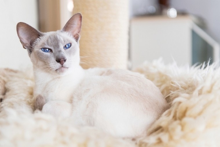 Adult Lilac point Siamese
