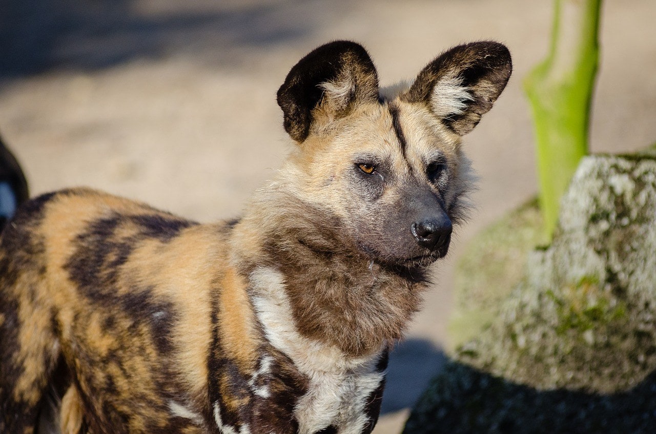 13 Afrikaanse hondenrassen (met afbeeldingen)