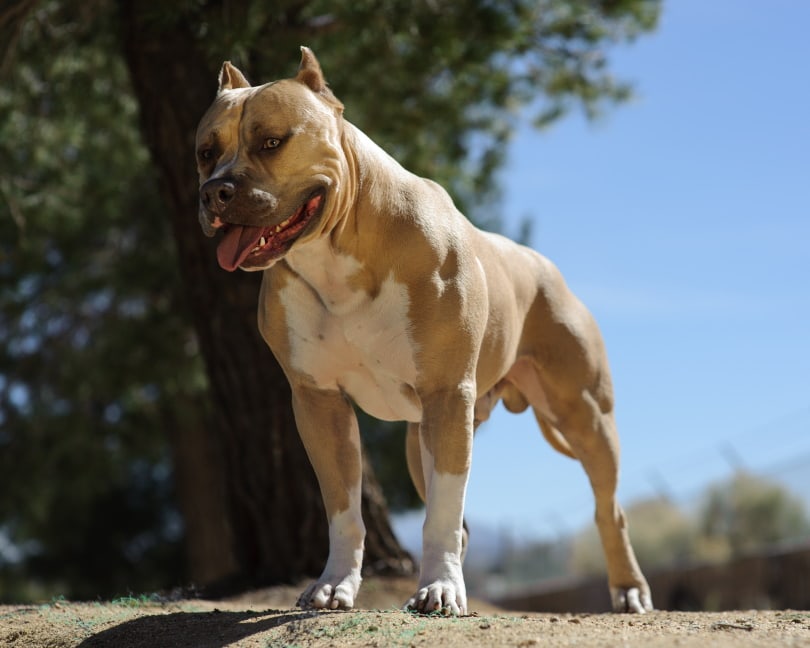 American pitbull terrier_David Robert Perez_Shutterstock