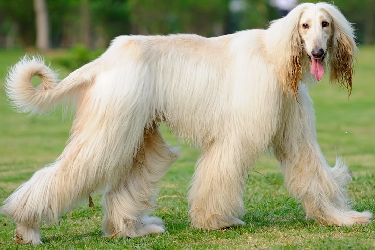 An afghan hound dog walking on the lawn